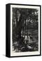 Forest Scenery, Florida, USA, 1870S-null-Framed Stretched Canvas