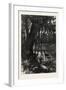 Forest Scenery, Florida, USA, 1870S-null-Framed Giclee Print