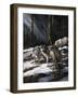 Forest Shadows-Trevor V. Swanson-Framed Giclee Print