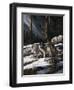 Forest Shadows-Trevor V. Swanson-Framed Giclee Print