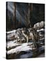 Forest Shadows-Trevor V. Swanson-Stretched Canvas