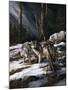 Forest Shadows-Trevor V. Swanson-Mounted Giclee Print