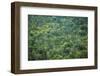 Forest, Shenandoah, Blue Ridge Parkway, Smoky Mountains, USA.-Anna Miller-Framed Photographic Print