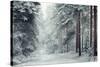 Forest Snow-David Baker-Stretched Canvas