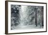 Forest Snow-David Baker-Framed Photographic Print