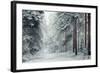 Forest Snow-David Baker-Framed Photographic Print