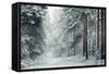Forest Snow-David Baker-Framed Stretched Canvas