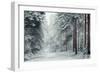 Forest Snow-David Baker-Framed Photographic Print