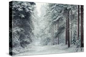 Forest Snow-David Baker-Stretched Canvas