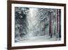 Forest Snow-David Baker-Framed Photographic Print