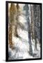 Forest Snow-null-Framed Giclee Print