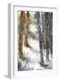 Forest Snow-null-Framed Giclee Print