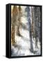 Forest Snow-null-Framed Stretched Canvas