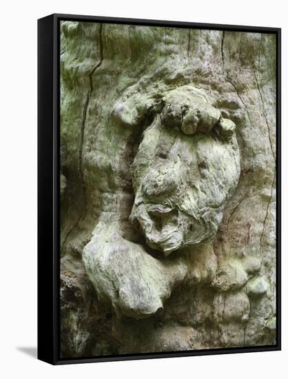 forest spirit, tree face in old beech, Urwald Sababurg, Reinhardswald, Hessia, Germany-Michael Jaeschke-Framed Stretched Canvas