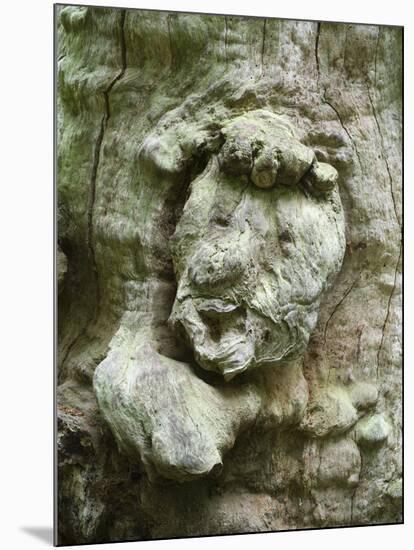 forest spirit, tree face in old beech, Urwald Sababurg, Reinhardswald, Hessia, Germany-Michael Jaeschke-Mounted Photographic Print