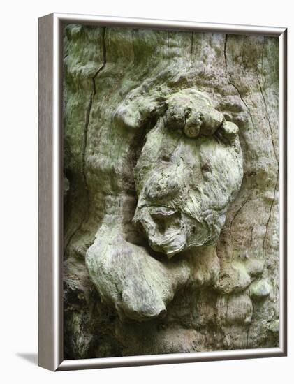 forest spirit, tree face in old beech, Urwald Sababurg, Reinhardswald, Hessia, Germany-Michael Jaeschke-Framed Photographic Print