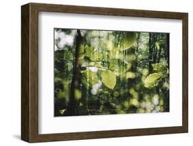 forest, spring, double exposure-Nadja Jacke-Framed Photographic Print