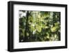 forest, spring, double exposure-Nadja Jacke-Framed Photographic Print