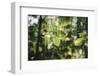 forest, spring, double exposure-Nadja Jacke-Framed Photographic Print