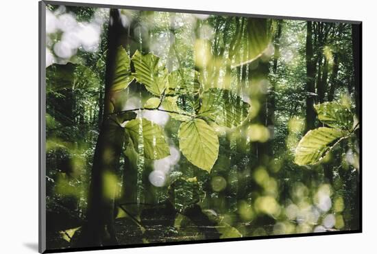 forest, spring, double exposure-Nadja Jacke-Mounted Photographic Print