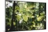 forest, spring, double exposure-Nadja Jacke-Mounted Photographic Print