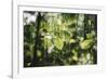 forest, spring, double exposure-Nadja Jacke-Framed Photographic Print