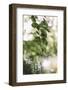 forest, spring, double exposure-Nadja Jacke-Framed Photographic Print