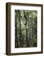 forest, spring, double exposure-Nadja Jacke-Framed Photographic Print