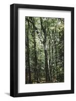 forest, spring, double exposure-Nadja Jacke-Framed Photographic Print