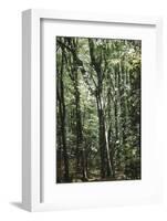 forest, spring, double exposure-Nadja Jacke-Framed Photographic Print