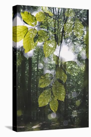 forest, spring, double exposure-Nadja Jacke-Stretched Canvas