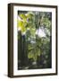 forest, spring, double exposure-Nadja Jacke-Framed Photographic Print