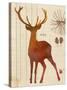 Forest Stag-Z Studio-Stretched Canvas