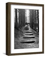 Forest Steps-Stephen Lebovits-Framed Giclee Print