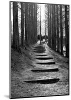 Forest Steps-Stephen Lebovits-Mounted Giclee Print