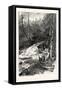 Forest Stream, and Timber Slide, Canada, Nineteenth Century-null-Framed Stretched Canvas