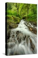 Forest Stream, Columbia River Gorge-Vincent James-Stretched Canvas