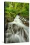 Forest Stream, Columbia River Gorge-Vincent James-Stretched Canvas