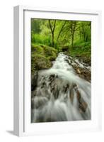 Forest Stream, Columbia River Gorge-Vincent James-Framed Photographic Print