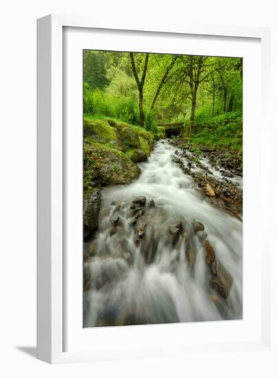 Forest Stream, Columbia River Gorge-Vincent James-Framed Photographic Print