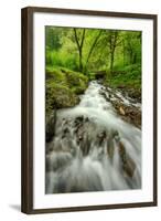 Forest Stream, Columbia River Gorge-Vincent James-Framed Photographic Print