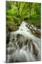 Forest Stream, Columbia River Gorge-Vincent James-Mounted Photographic Print