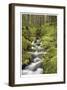 Forest Stream I-Donald Paulson-Framed Giclee Print