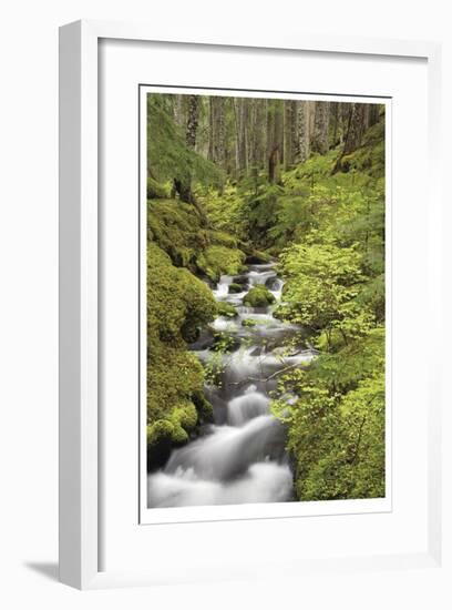 Forest Stream I-Donald Paulson-Framed Giclee Print