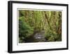 Forest Stream II-Donald Paulson-Framed Giclee Print