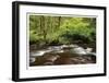 Forest Stream III-Donald Paulson-Framed Giclee Print