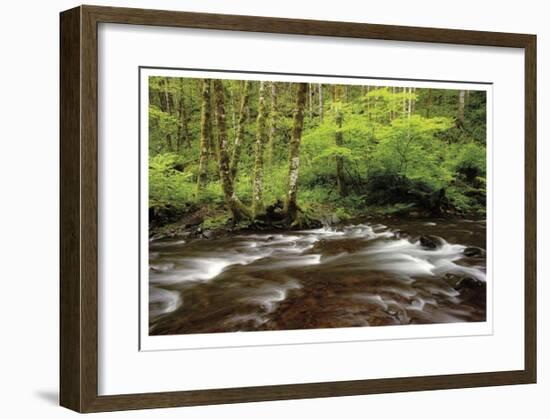 Forest Stream III-Donald Paulson-Framed Giclee Print