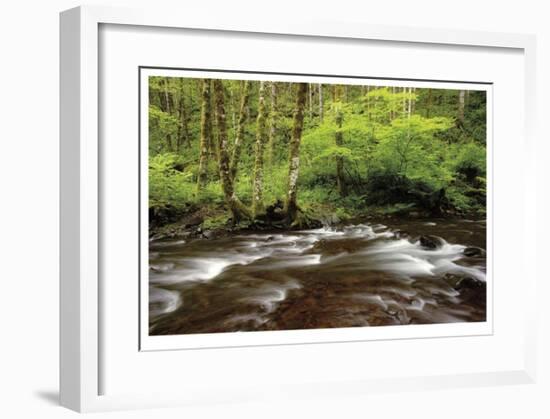 Forest Stream III-Donald Paulson-Framed Giclee Print