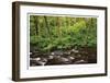 Forest Stream IV-Donald Paulson-Framed Giclee Print