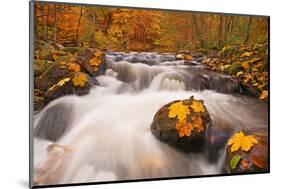 Forest, Stream, Rapids-Thomas Ebelt-Mounted Photographic Print